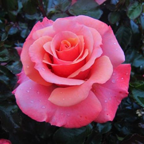 E-commerce, vendita, rose, in, vaso rose ibridi di tea - rosa - Rosa Truly Scrumptious™ - rosa dal profumo discreto - Edward Smith - ,-